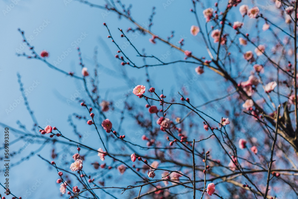 red flowers on a branch with blue sky red flowers on a branch with blue sky