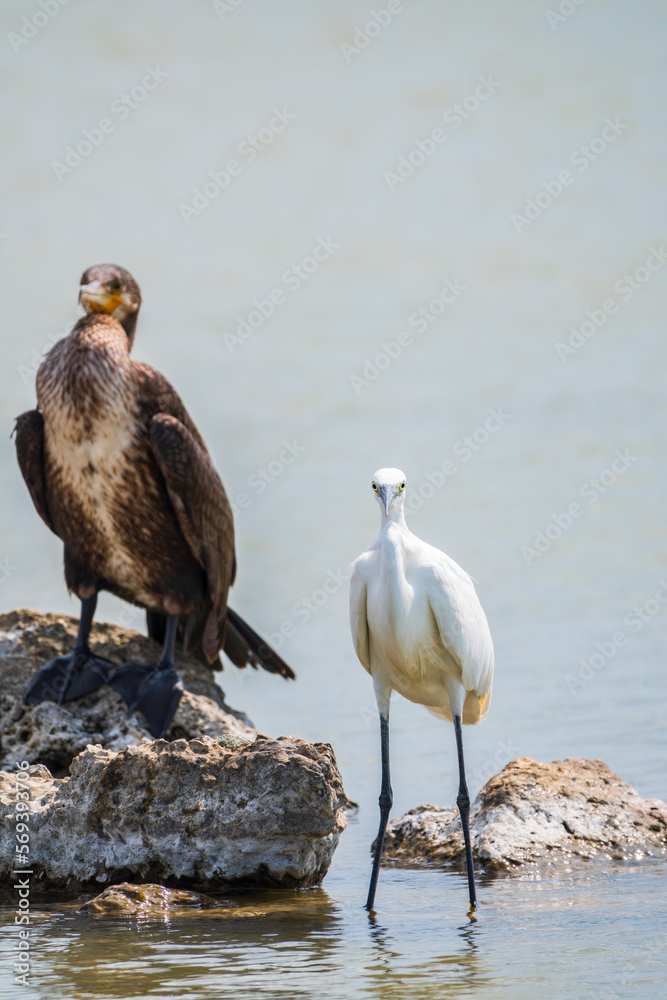 Obraz premium Small white heron, or Little egret, Egretta garzetta, and Great cormorant, Phalacrocorax carbo, sitting on a cliff and looking for fish in shallow water