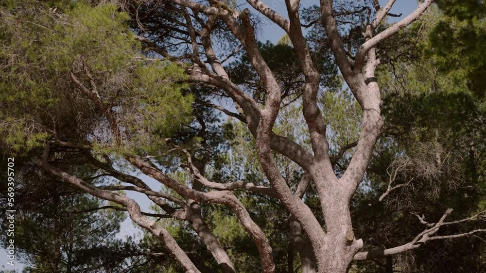 Big centenary mediterranean pine tree Big centenary mediterranean pine tree