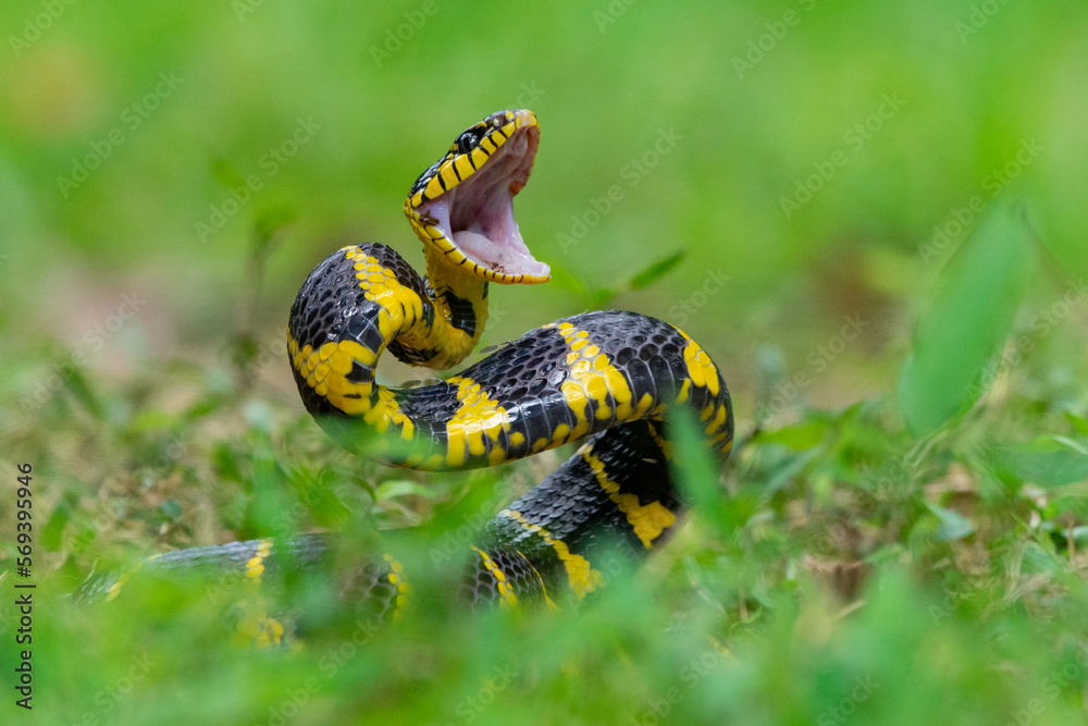A mangrove cat snake Boiga dendrophila coiling body and open its mouth on attacking position over the ground with shallow depth of field A mangrove cat snake Boiga dendrophila coiling body and open its mouth on attacking position over the ground with shallow depth of field