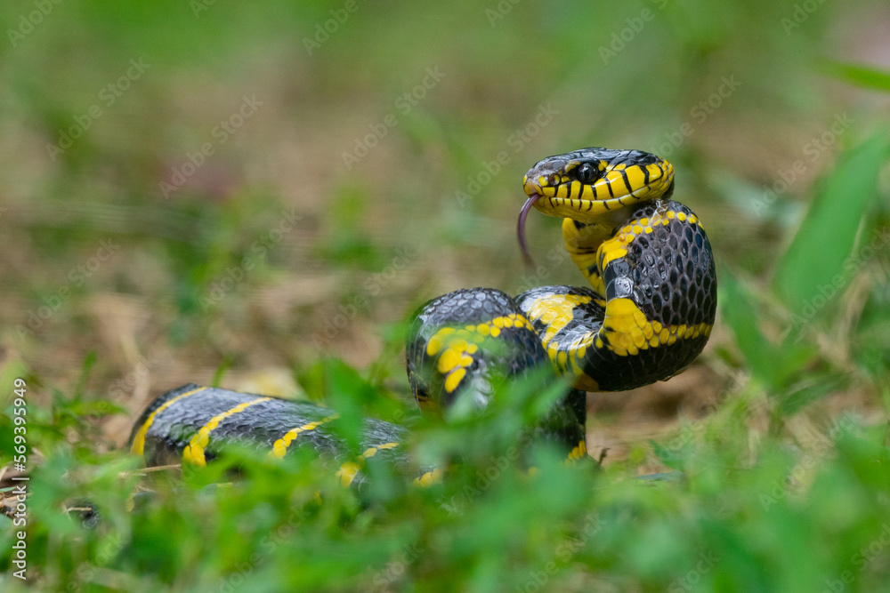 A mangrove cat snake Boiga dendrophila coiling its body on attacking position over the ground with shallow depth of field A mangrove cat snake Boiga dendrophila coiling its body on attacking position over the ground with shallow depth of field