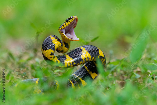 A mangrove cat snake Boiga dendrophila coiling body and open its mouth on attacking position over the ground with shallow depth of field