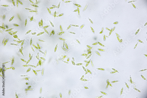 Euglena is a genus of single cell flagellate eukaryotes under microscopic view for study. photo