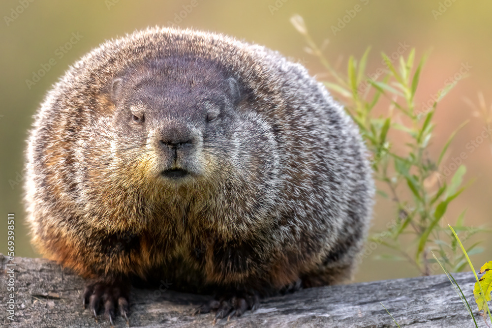 Drowsy Groundhog Morning. This sleepy Woodchuck (Marmota monax) was pulled out of bed too early to search for its shadow. Captured in controlled conditions Drowsy Groundhog Morning. This sleepy Woodchuck (Marmota monax) was pulled out of bed too early to search for its shadow. Captured in controlled conditions