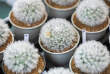 Close up of cactus succulent plants