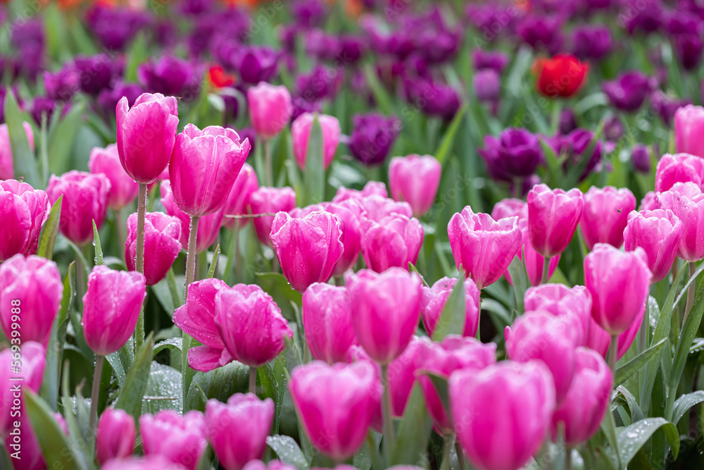 Field of colorful tulips in bloom at spring time Field of colorful tulips in bloom at spring time
