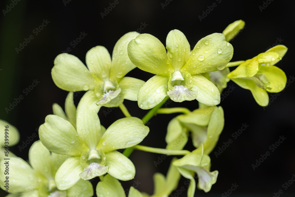 Obraz premium Beautiful orchid flower blooming at rainy season. Dendrobium orchid