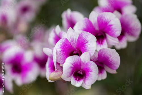 Beautiful orchid flower blooming at rainy season. Dendrobium orchid