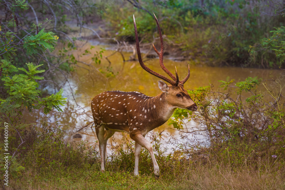 Male Sambar Deer in Yala Sri Lanka. Male Sambar Deer in Yala Sri Lanka.