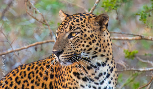 Sri Lankan leopard Panthera pardus kotiya