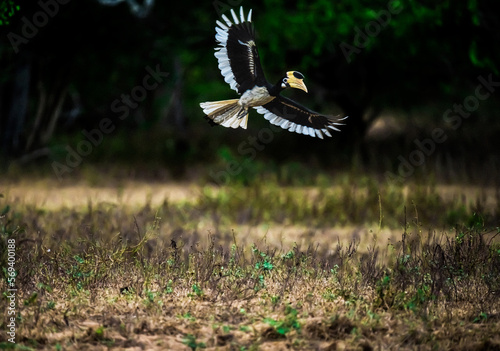 Hornbills In Yala Sri Lanka