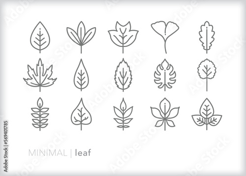 Fototapeta Naklejka Na Ścianę i Meble -  Set of leaf line icons of different shapes of leaves from trees