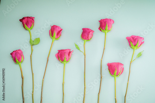 Roses on a blue background