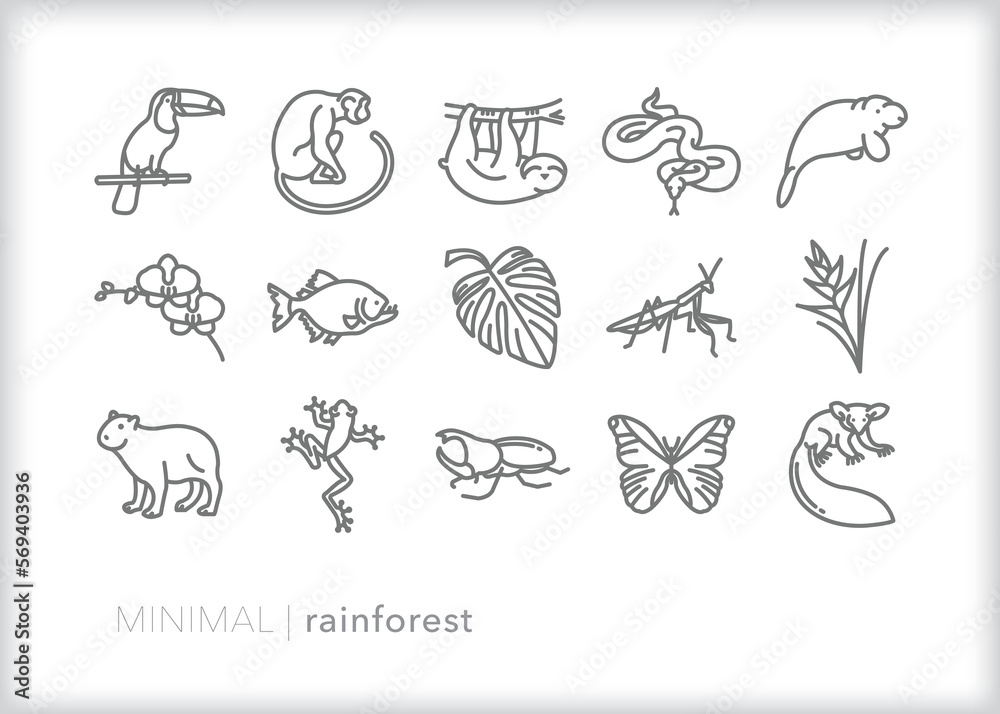 Set of rain forest line icons of animals, plants and insects found in humid tropical climates Set of rain forest line icons of animals, plants and insects found in humid tropical climates