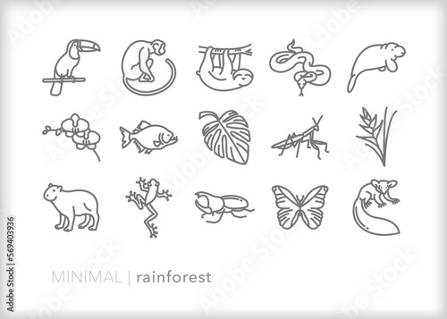 Set of rain forest line icons of animals, plants and insects found in humid tropical climates