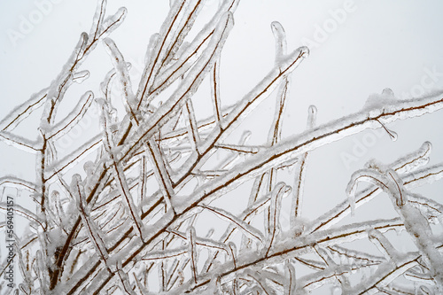 Branches covered with a crust of ice after icy rain. Natural disaster.