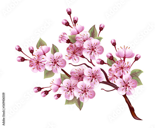 Pink sakura blossom branch