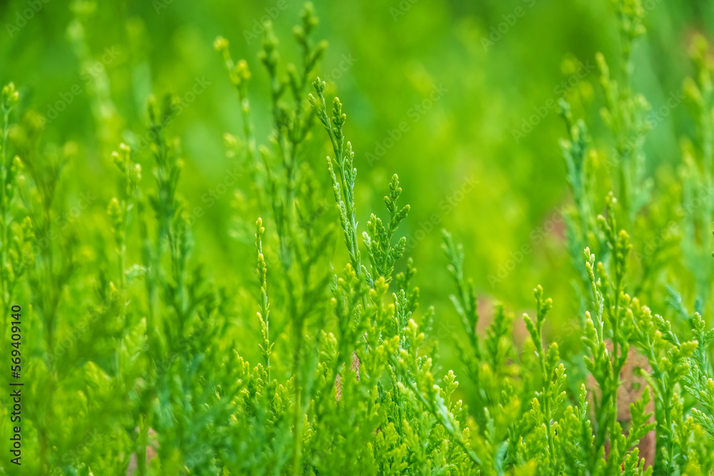 Green branches and young leaves of a thuja tree. Green branches and young leaves of a thuja tree.