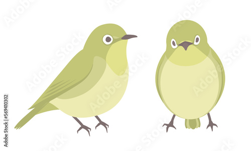 メジロのイラスト