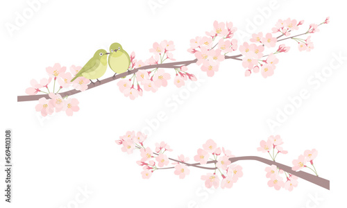 ペアのメジロと春の桜のイラスト