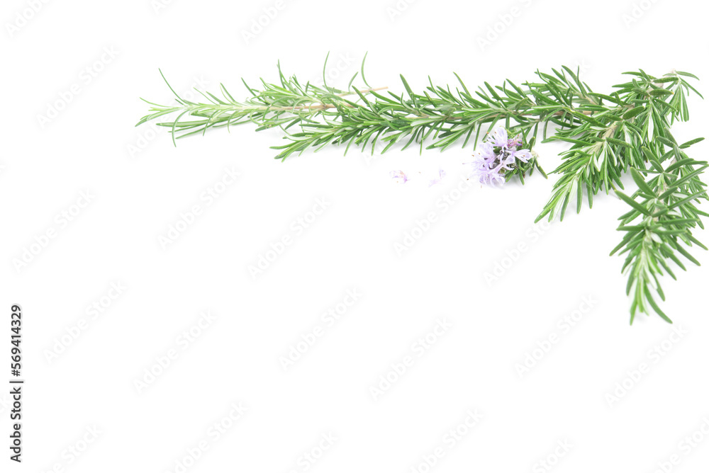 Rosemary sprig flowering isolated on white background. Aromatic evergreen shrub Rosemary sprig flowering isolated on white background. Aromatic evergreen shrub