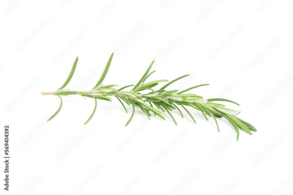 Rosemary sprig flowering isolated on white background. Aromatic evergreen shrub