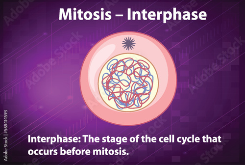 Process of mitosis interphase with explanations
