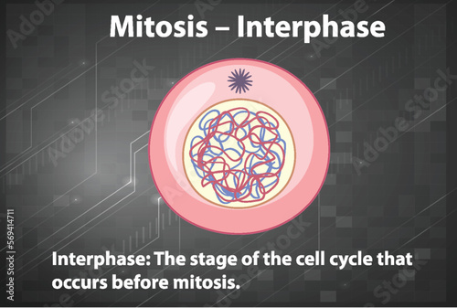 Process of mitosis interphase with explanations