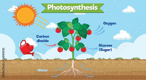 Diagram showing process of photosynthesis