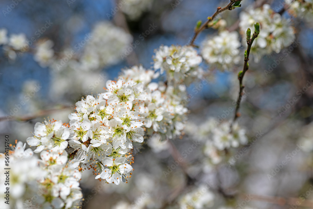 Blühener Schlehdorn, Prunus spinosa, im Frühling Blühener Schlehdorn, Prunus spinosa, im Frühling