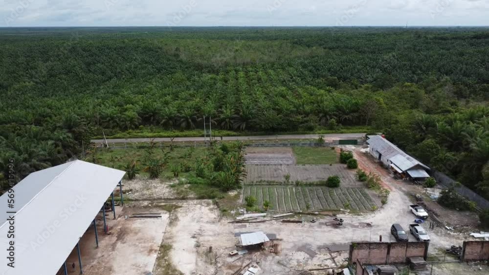 Beautiful aerial view of the palms oil forest on Borneo island, Indonesia. palms oil factory Beautiful aerial view of the palms oil forest on Borneo island, Indonesia. palms oil factory