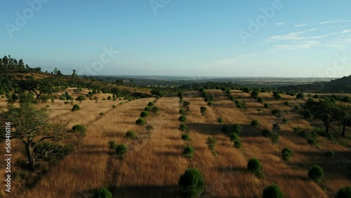 Olive Trees Plantation in Portugal 4K 01