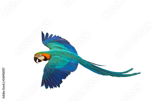 Fototapeta Naklejka Na Ścianę i Meble -  Colorful parrot flying isolated on transparent background png file. High quality instant download parrot png	