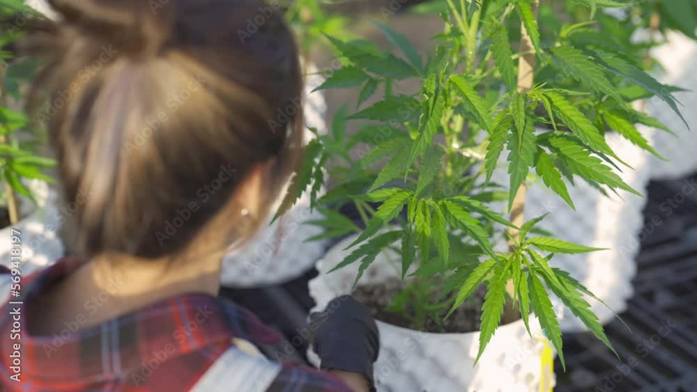 A woman farmer working in outdoor marijuana field, hemp or cannabis plant flower leaves farm lab. Product in laboratory in medical, healthcare, research. Natural food. Ganja narcotic weed. People A woman farmer working in outdoor marijuana field, hemp or cannabis plant flower leaves farm lab. Product in laboratory in medical, healthcare, research. Natural food. Ganja narcotic weed. People
