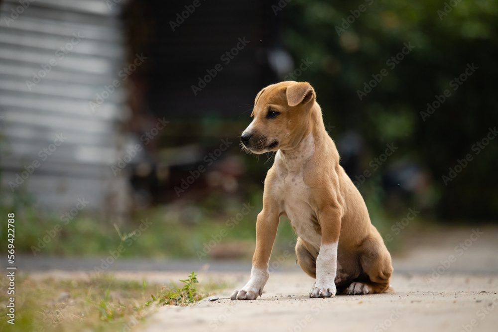Roadside street puppy