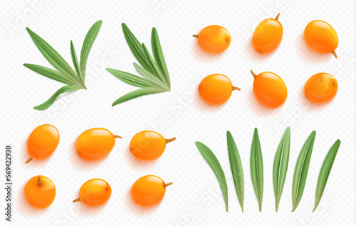 Sea buckthorn elements, orange berries and green leaves isolated on transparent background. Natural plant, fresh seabuckthorn fruits, vector realistic illustration