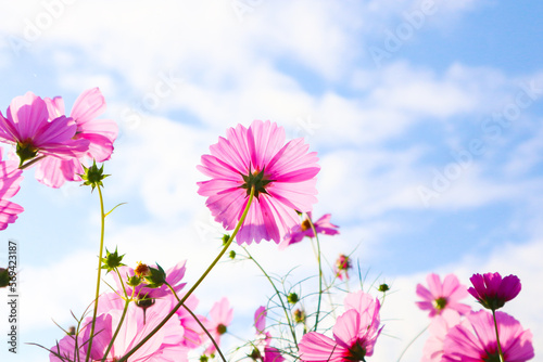 Beautiful cosmos flowers in garden.