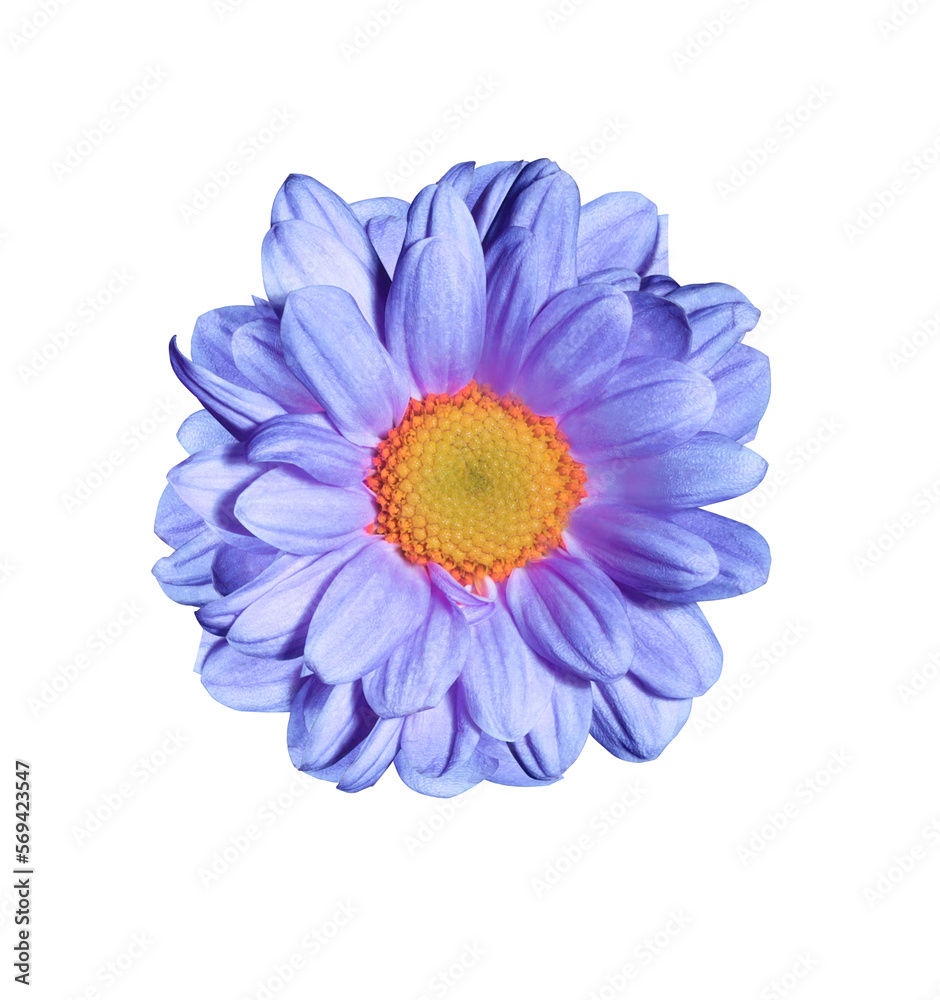 Fototapeta premium Chrysanthemum flower. Close up blue-purple small head flower isolated on white backgroud. Top view exotic flower.