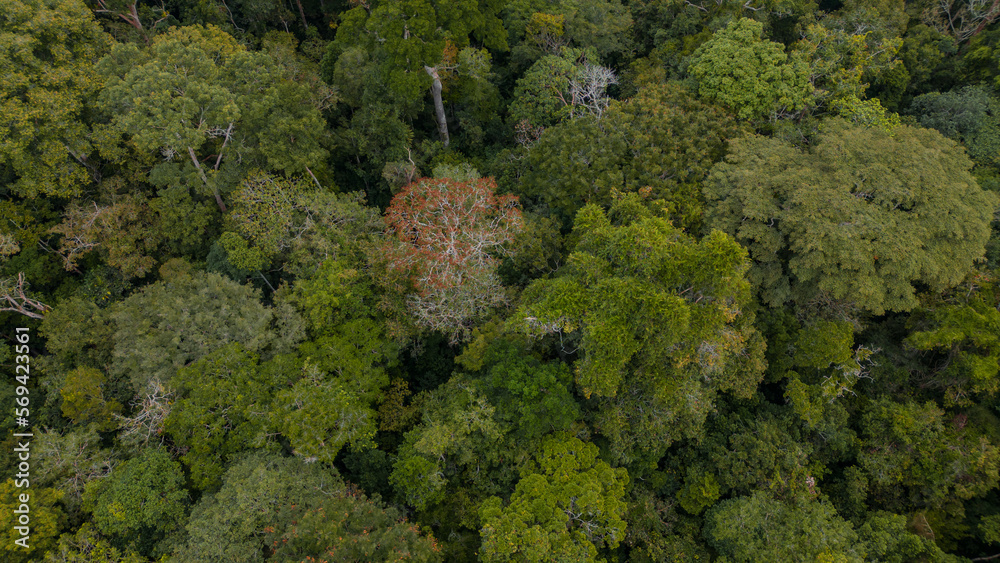 AMAZON FORESTS NEAR THE CITY OF IQUITOS, IN PERU