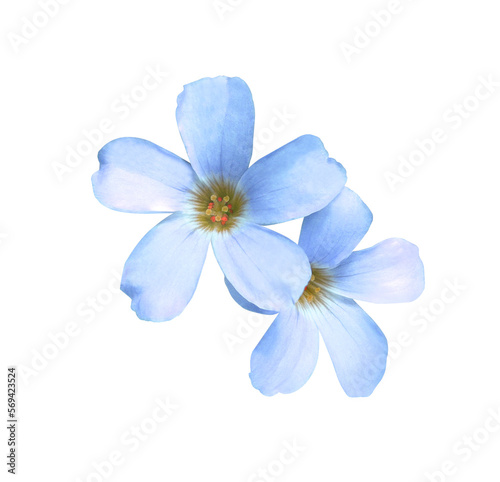 Purple shamrock or Love plant or Oxalis flowers. Closeuo small blue-purple flower bouquet isolated on white background. The side of exotic flowers.