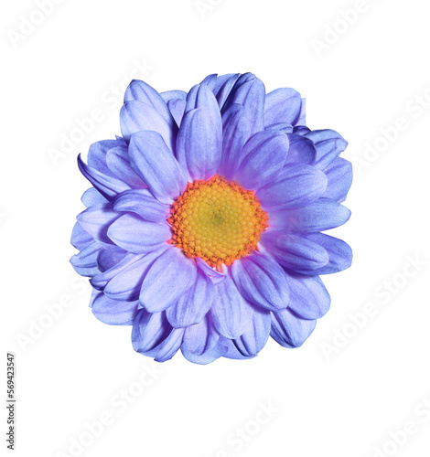 Chrysanthemum flower. Close up blue-purple small head flower isolated on white backgroud. Top view exotic flower.