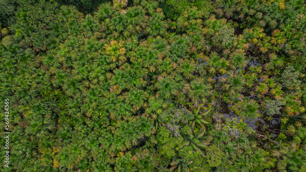 Aguaje forests, aguajales in the city in the Amazon jungle