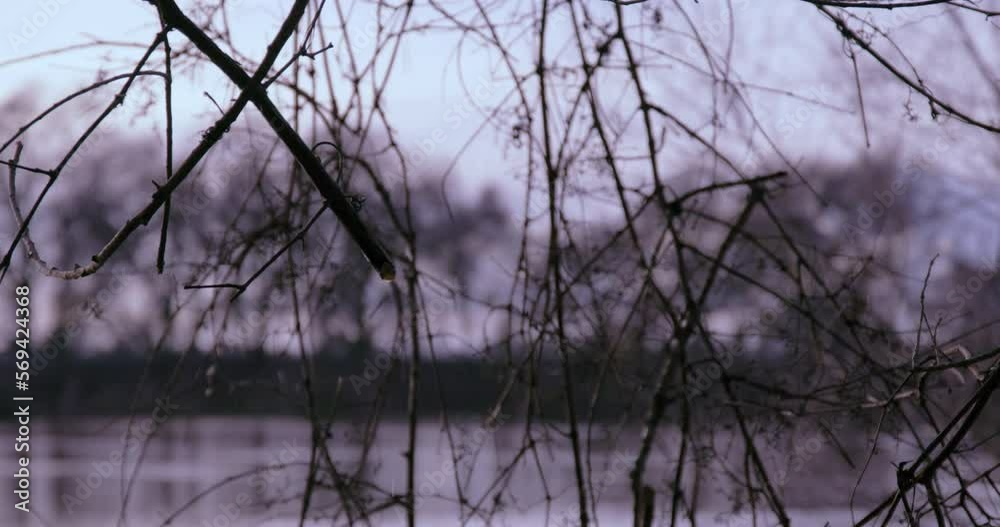A barren branch drips water after a rainstorm down to the river below. A river sits in between the trees and the levee. A barren branch drips water after a rainstorm down to the river below. A river sits in between the trees and the levee.