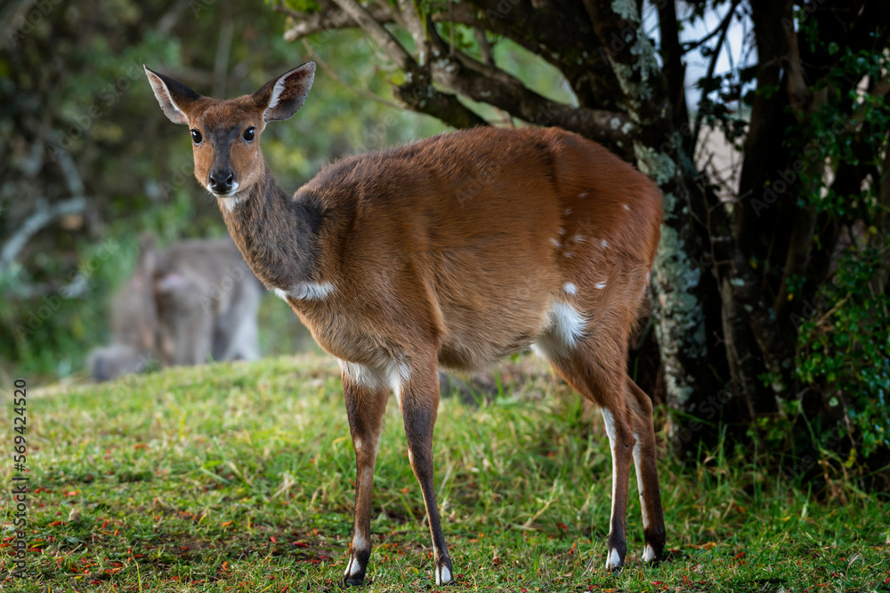Closeup of a Cape Bushbuck, Drakensberg Mountains, South Africa Closeup of a Cape Bushbuck, Drakensberg Mountains, South Africa