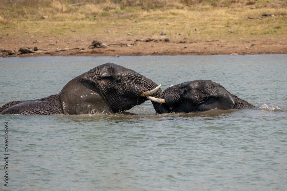 Fototapeta premium Elephant bathing and playing in a dam, Pilanesberg nature Reserve, South Africa