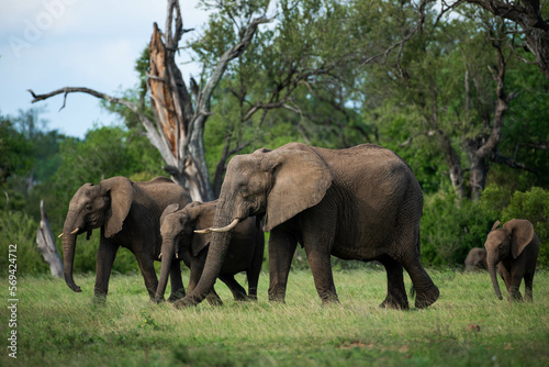 A herd of African elephant walk though a clearing in the forest, Kruger National Park South Africa