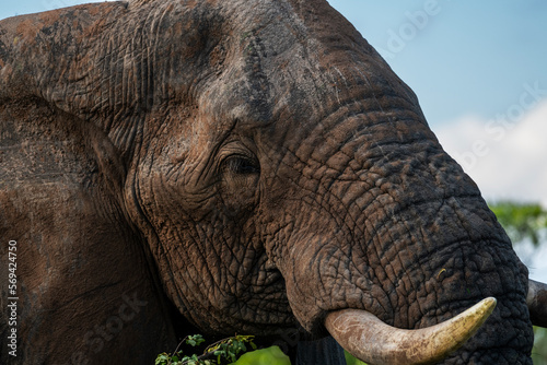 Closeup of an African elephant, Kruger National Park, South Africa
