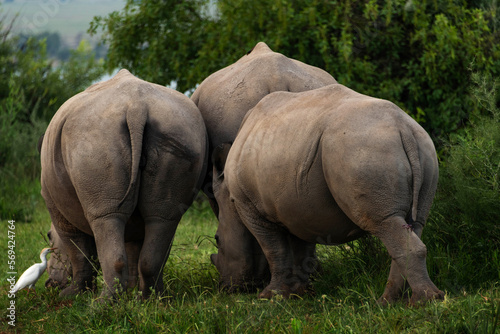 Three white rhino grazing on green grass with trees in the background