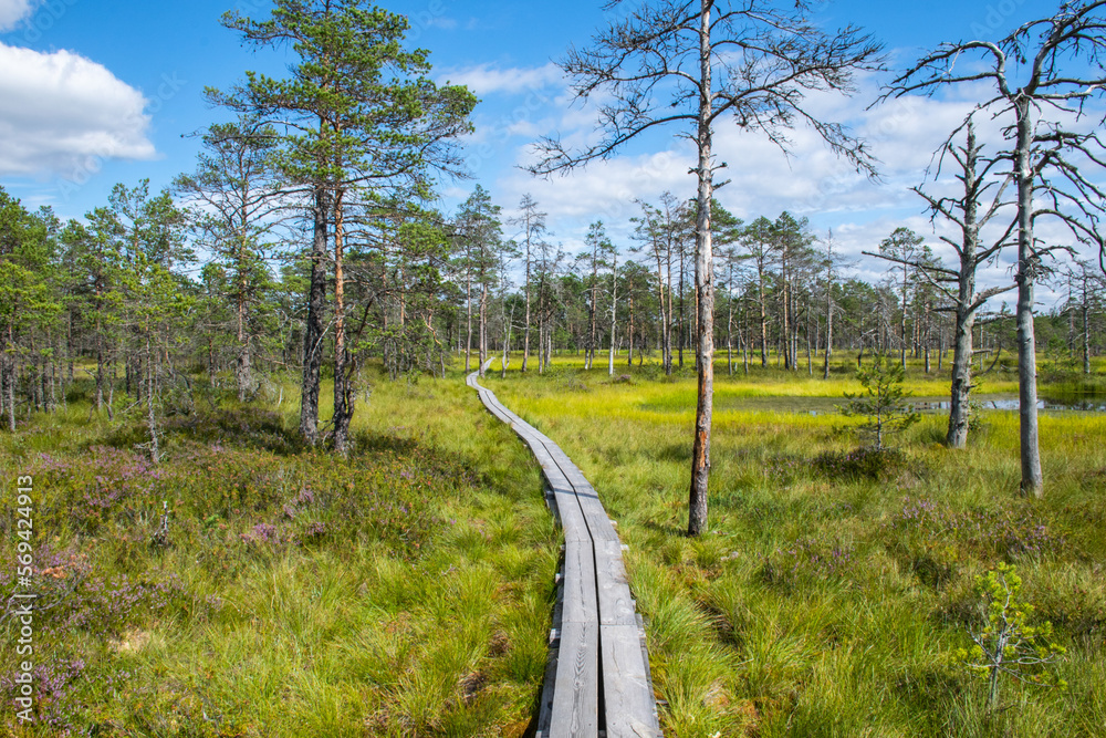 Boardwalk through the Viru Bog in Lahemaa National Park in Estonia