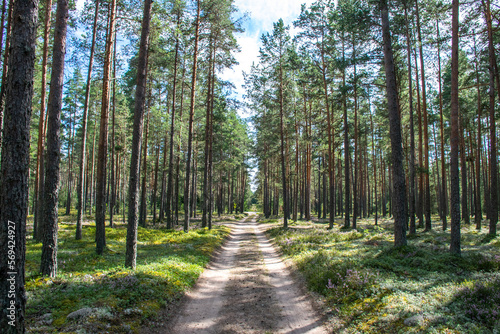 Forest trails through Lahemaa National Park in Estonia